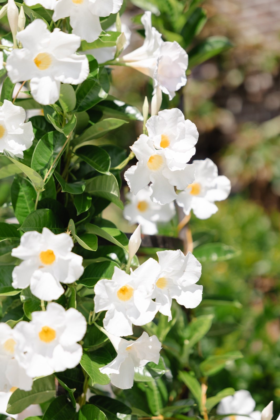 White flowers in the garden