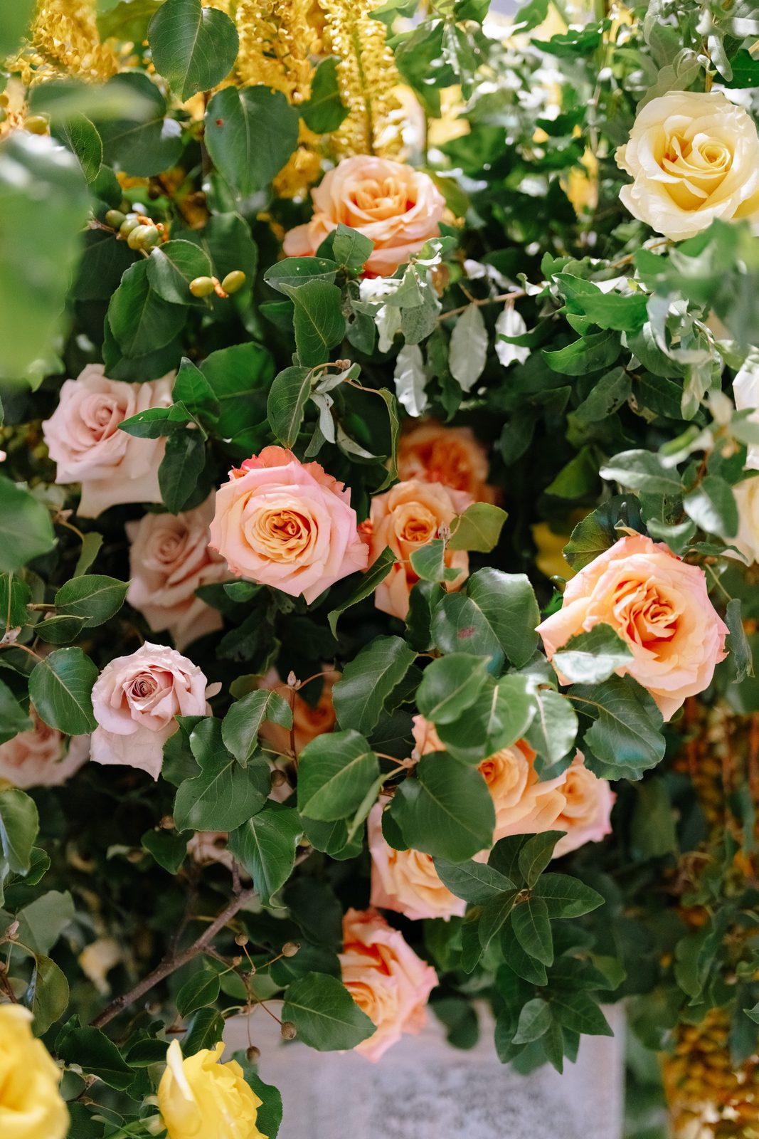 Peach roses and greenery