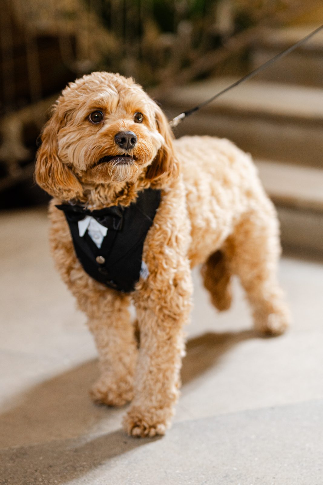 Riley, Rachel and Ian's dog, in a tuxedo at Oheka Castle